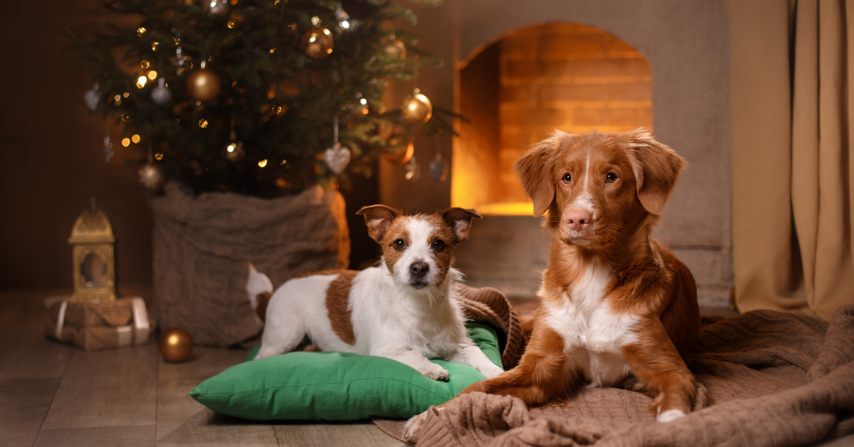 Spoil Your Pets with Paws on Gear