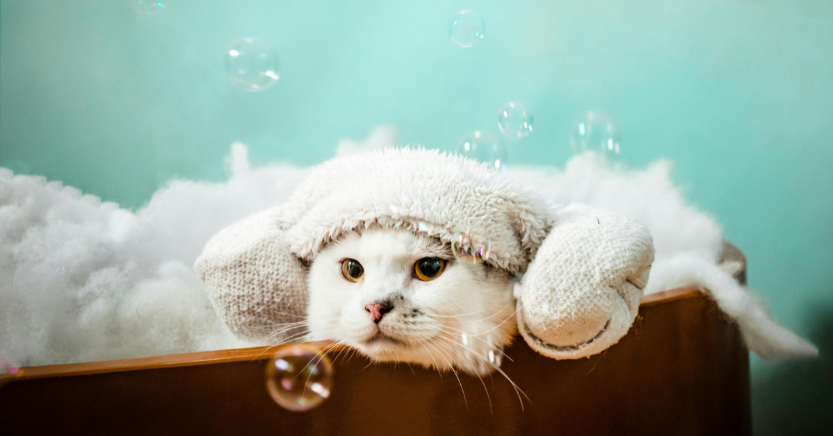 Everything Your Pet Needs in One Place