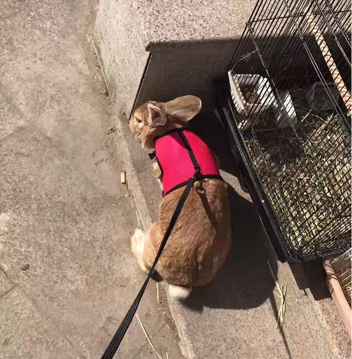 Adjustable Nylon Pet Harness & Leash Set