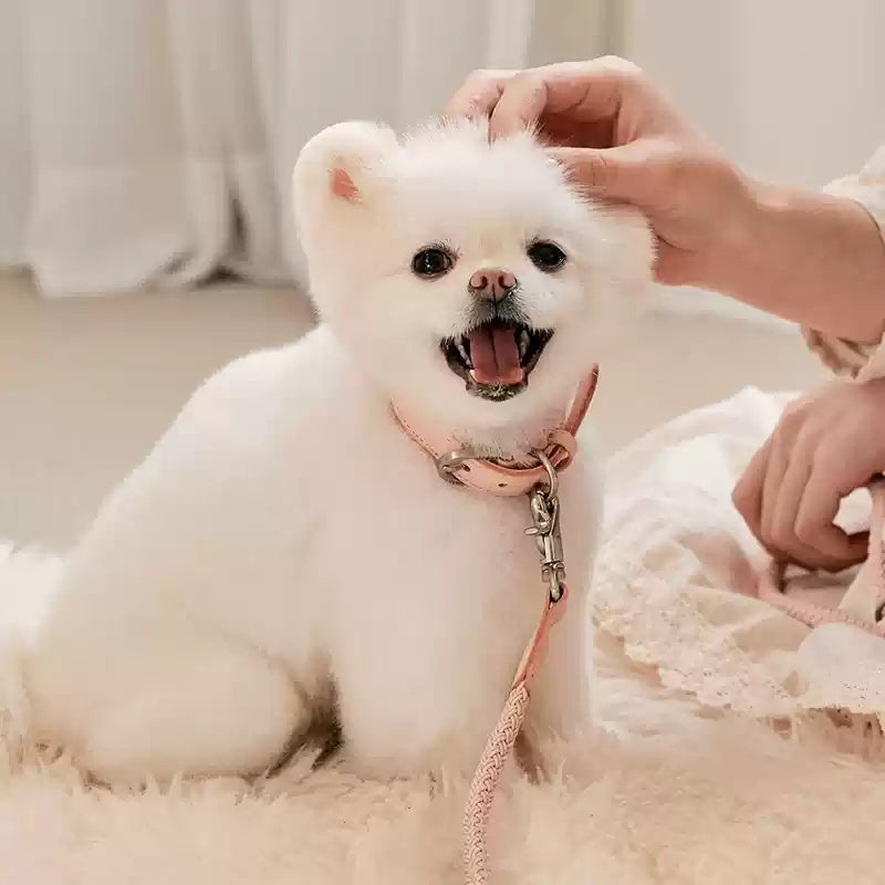 Leather Dog Collar & Leash Set